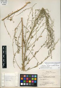 Herbarium Sheet of 